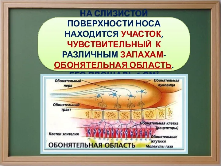 НА СЛИЗИСТОЙ ПОВЕРХНОСТИ НОСА НАХОДИТСЯ УЧАСТОК, ЧУВСТВИТЕЛЬНЫЙ К РАЗЛИЧНЫМ ЗАПАХАМ- ОБОНЯТЕЛЬНАЯ ОБЛАСТЬ. ЕГО ПЛОЩАДЬ 1 СМ2