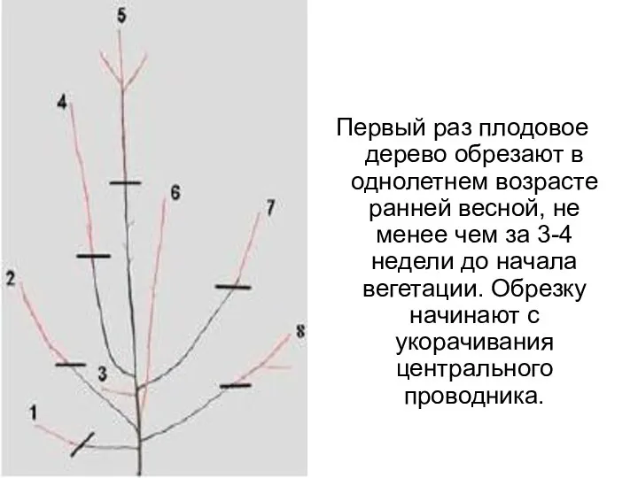 Первый раз плодовое дерево обрезают в однолетнем возрасте ранней весной,