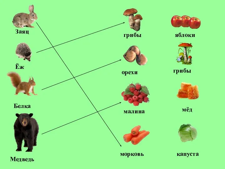 Заяц Ёж Белка Медведь грибы яблоки орехи грибы малина мёд морковь капуста