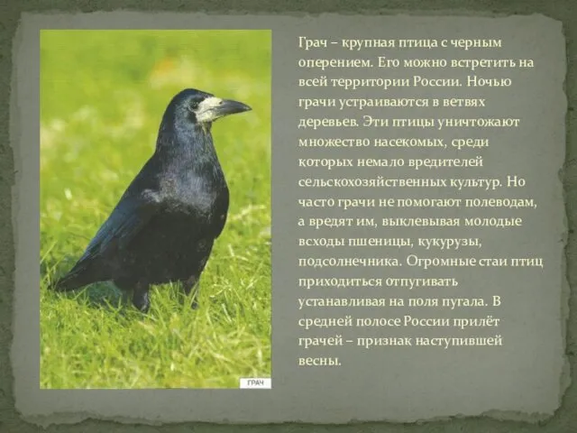 Грач – крупная птица с черным оперением. Его можно встретить