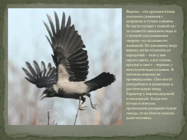 Ворона – это крупная птица плотного сложения с широким и