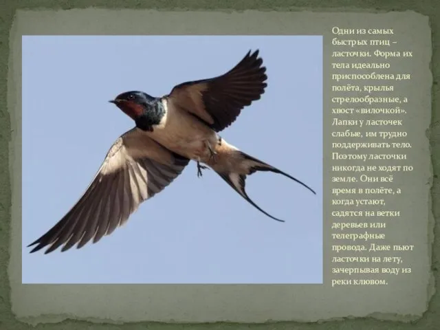 Одни из самых быстрых птиц – ласточки. Форма их тела