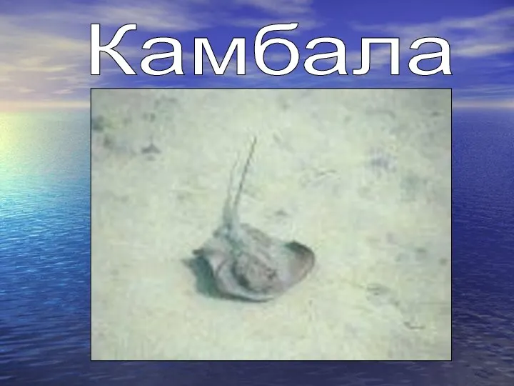 Камбала