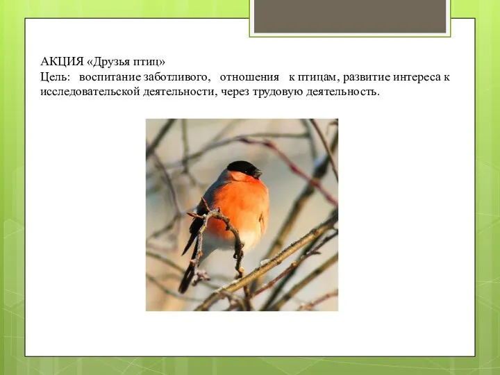 АКЦИЯ «Друзья птиц» Цель: воспитание заботливого, отношения к птицам, развитие