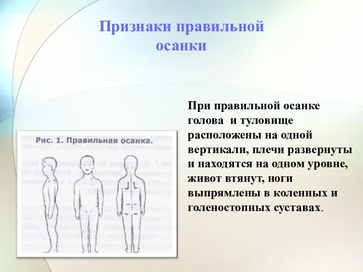 При правильной осанке голова и туловище расположены на одной вертикали, плечи развернуты и