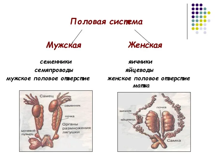 Половая система Мужская Женская семенники яичники семяпроводы яйцеводы мужское половое отверстие женское половое отверстие матка