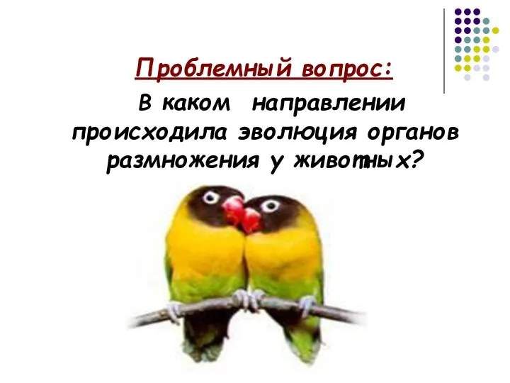 Проблемный вопрос: В каком направлении происходила эволюция органов размножения у животных?