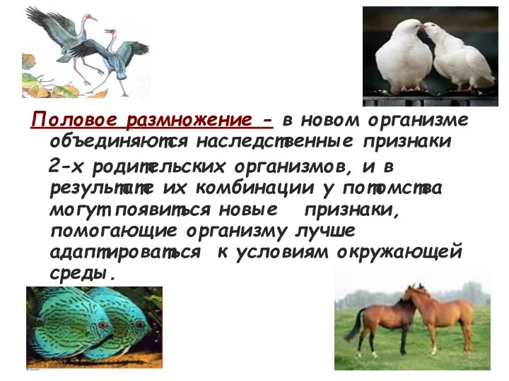 Половое размножение - в новом организме объединяются наследственные признаки 2-х родительских организмов, и