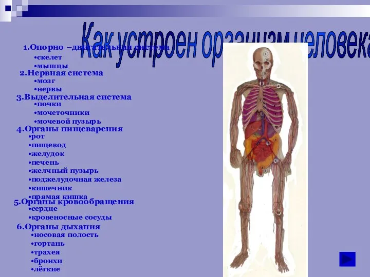 Как устроен организм человека. скелет мышцы 1.Опорно –двигательная система 2.Нервная