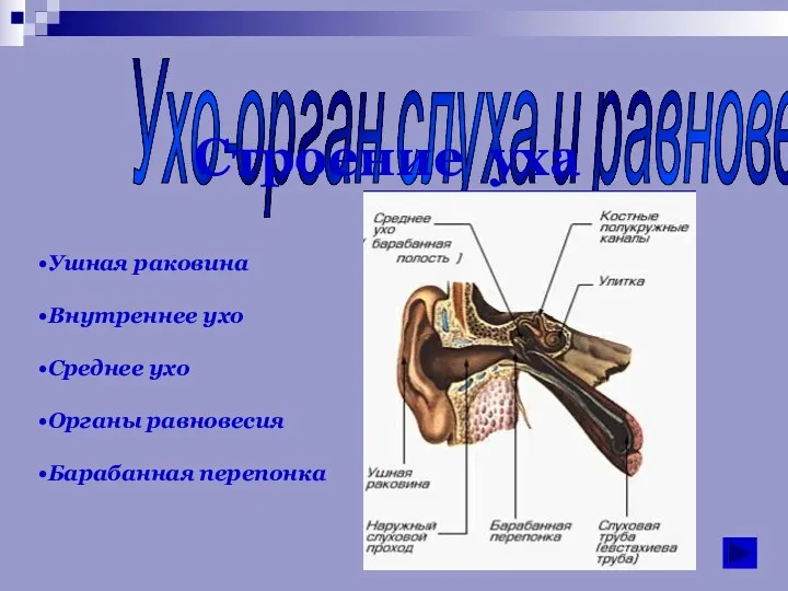 Ухо-орган слуха и равновесия Строение уха Ушная раковина Внутреннее ухо Среднее ухо Органы равновесия Барабанная перепонка