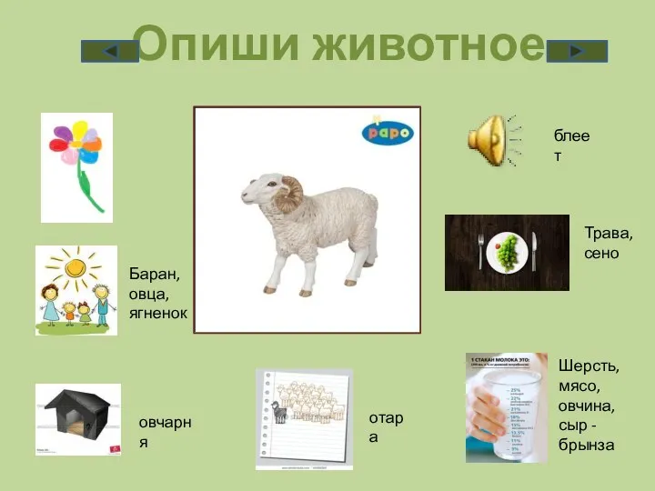 Опиши животное Баран, овца, ягненок овчарня блеет Трава, сено Шерсть, мясо, овчина, сыр - брынза отара