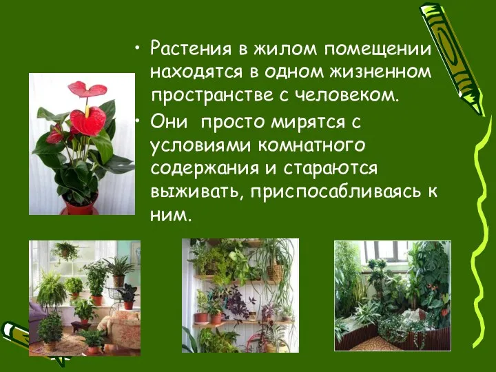 Растения в жилом помещении находятся в одном жизненном пространстве с