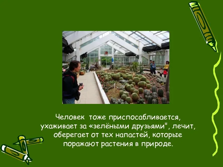 Человек тоже приспосабливается, ухаживает за «зелёными друзьями", лечит, оберегает от