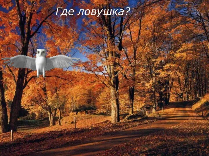 Где ловушка?