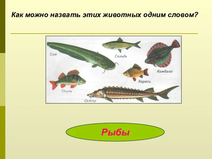 Как можно назвать этих животных одним словом? Рыбы