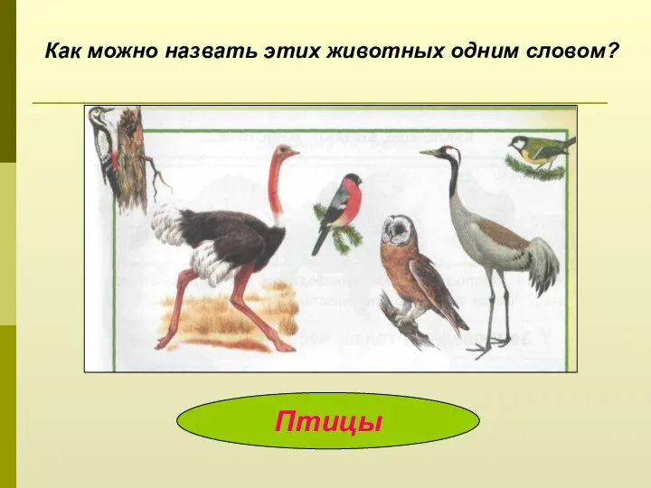 Как можно назвать этих животных одним словом? Птицы