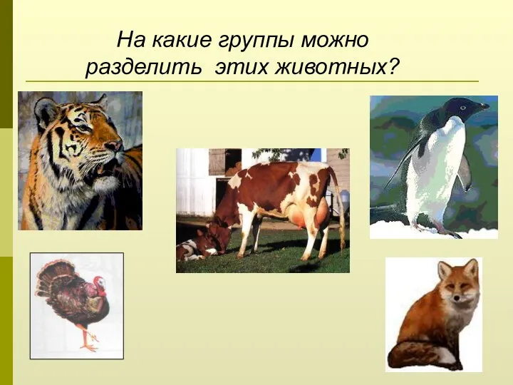 На какие группы можно разделить этих животных?
