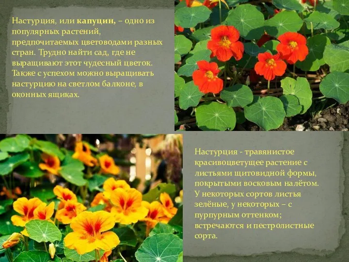 Настурция, или капуцин, – одно из популярных растений, предпочитаемых цветоводами разных стран. Трудно