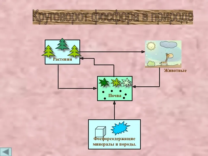 Фосфорсодержащие минералы и породы. Почва Растения Животные Круговорот фосфора в природе