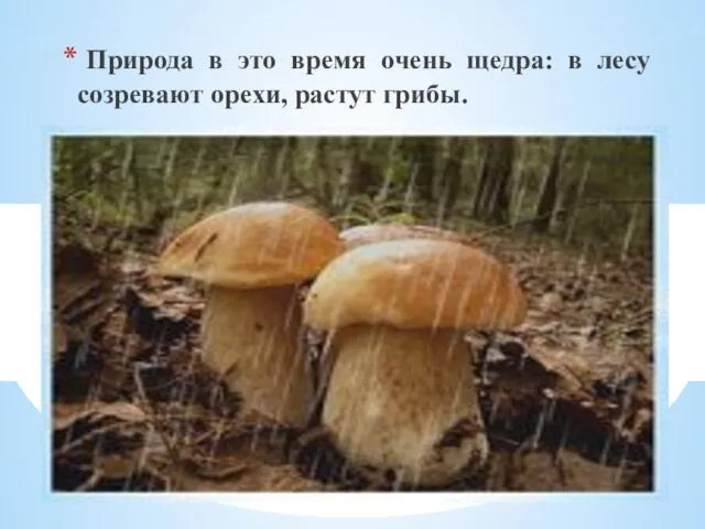 Природа в это время очень щедра: в лесу созревают орехи, растут грибы.