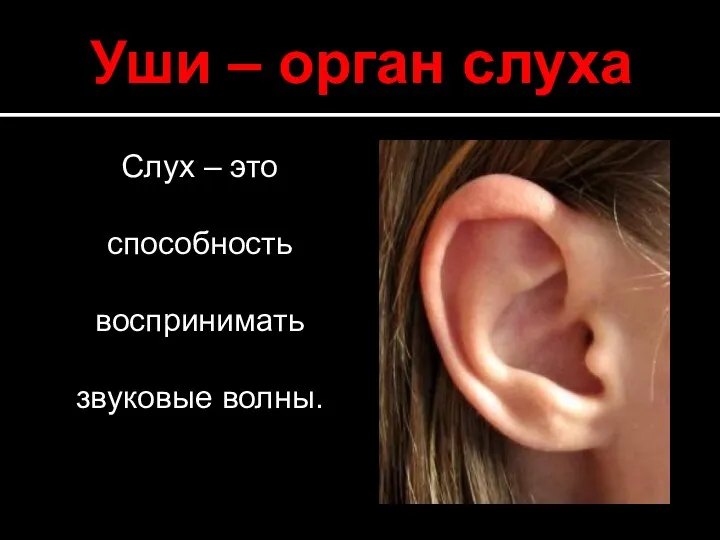 Уши – орган слуха Слух – это способность воспринимать звуковые волны.