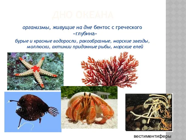 ДНО ОКЕАНА организмы, живущие на дне бентос с греческого «глубина»