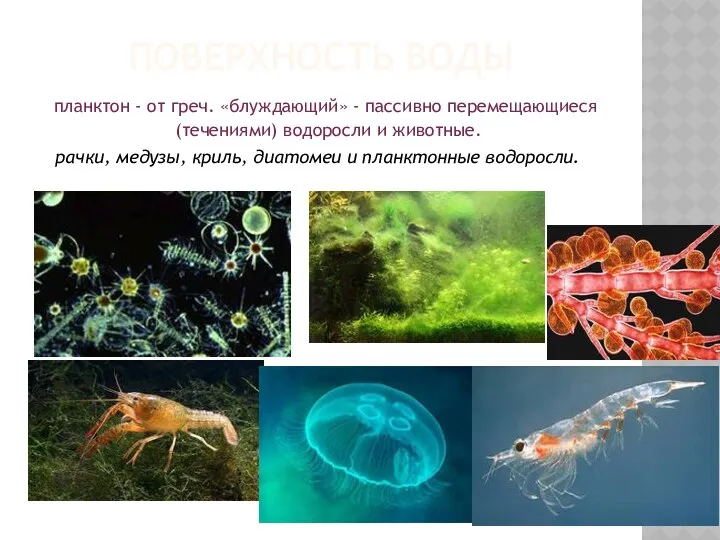 ПОВЕРХНОСТЬ ВОДЫ планктон - от греч. «блуждающий» - пассивно перемещающиеся