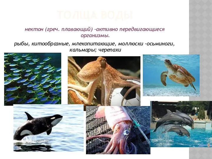 ТОЛЩА ВОДЫ нектон (греч. плавающий) -активно передвигающиеся организмы. рыбы, китообразные, млекопитающие, моллюски -осьминоги, кальмары; черепахи