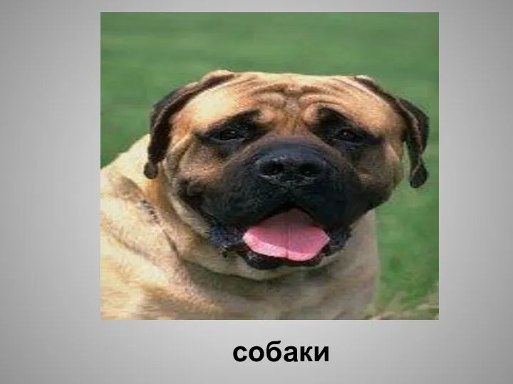 собаки