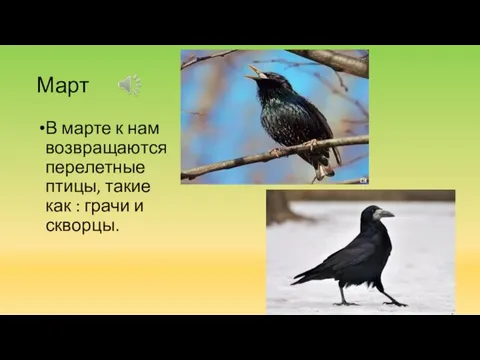 Март В марте к нам возвращаются перелетные птицы, такие как : грачи и скворцы.