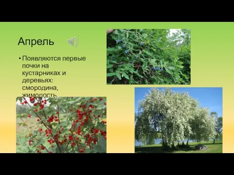 Апрель Появляются первые почки на кустарниках и деревьях: смородина, жимолость, черемуха.