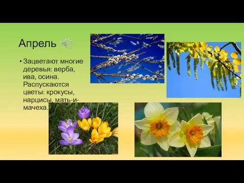 Апрель Зацветают многие деревья: верба, ива, осина. Распускаются цветы: крокусы, нарцисы, мать-и-мачеха.