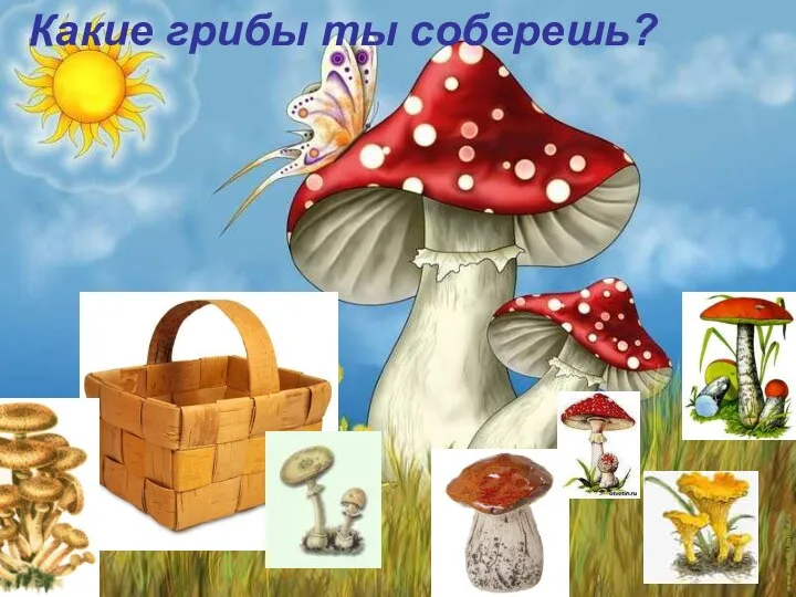 Какие грибы ты соберешь?