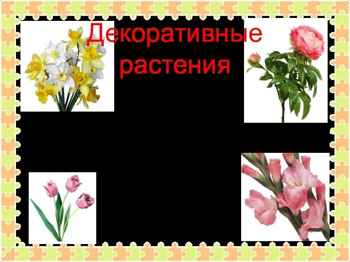 Декоративные растения Пионы, нарциссы, гладиолусы, тюльпаны – это цветы. Их выращивают на клумбах для красоты.