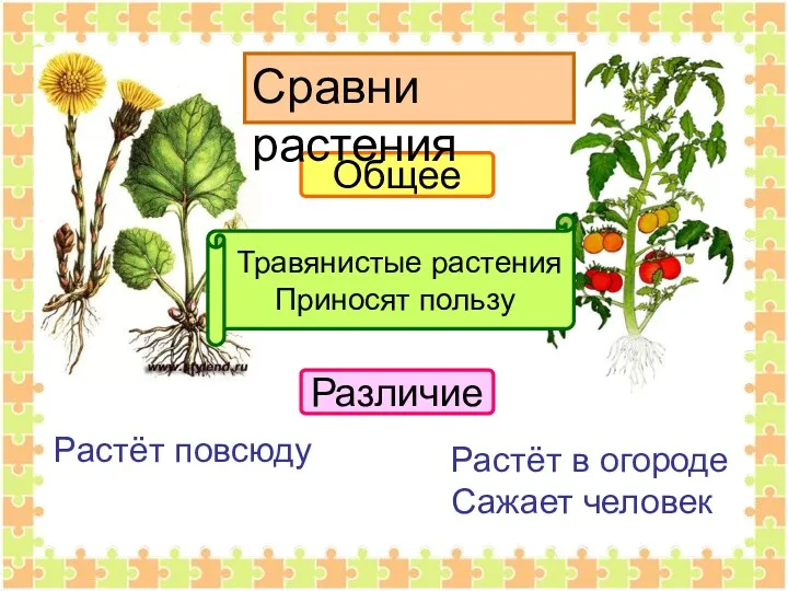 Общее Травянистые растения Приносят пользу Различие Растёт повсюду Растёт в огороде Сажает человек Сравни растения