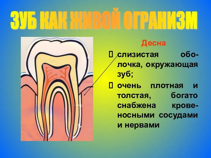Десна слизистая обо-лочка, окружающая зуб; очень плотная и толстая, богато снабжена крове-носными сосудами