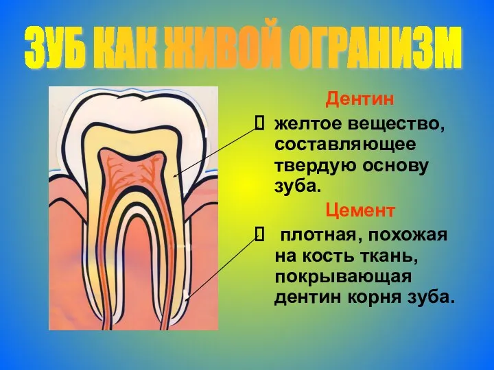 Дентин желтое вещество, составляющее твердую основу зуба. Цемент плотная, похожая на кость ткань,