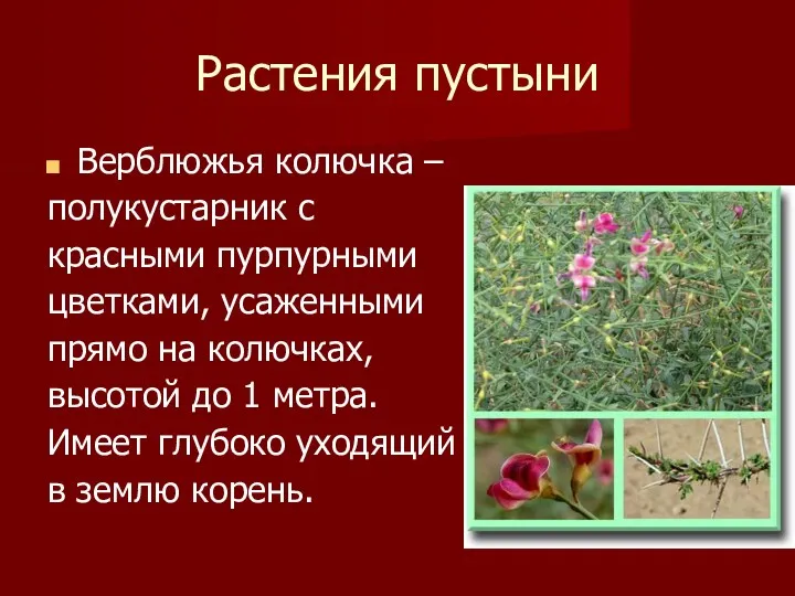 Растения пустыни Верблюжья колючка – полукустарник с красными пурпурными цветками,