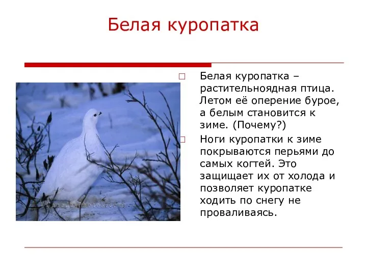 Белая куропатка Белая куропатка – растительноядная птица. Летом её оперение бурое, а белым