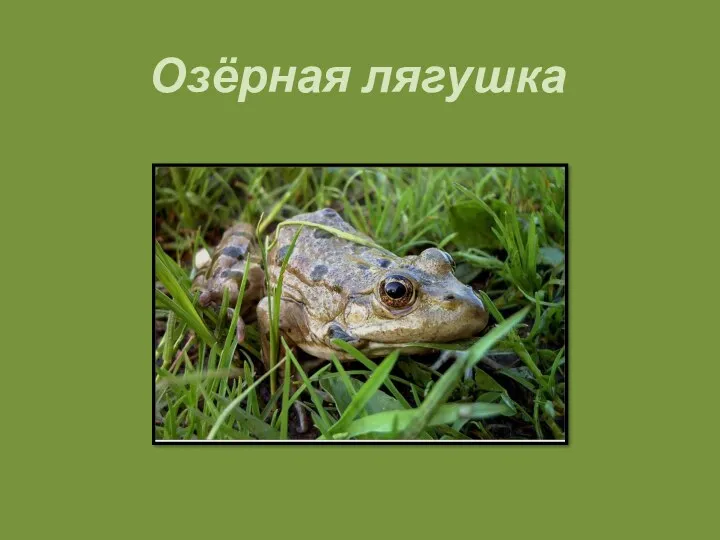 Озёрная лягушка