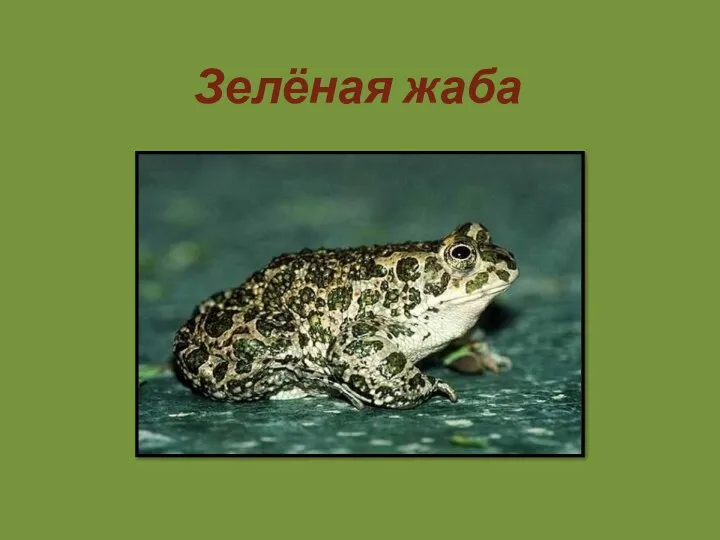 Зелёная жаба