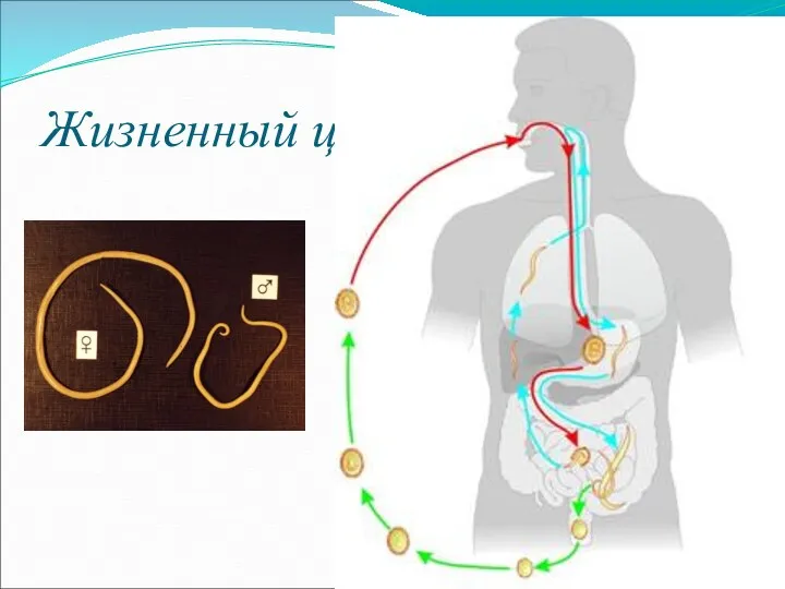 Жизненный цикл