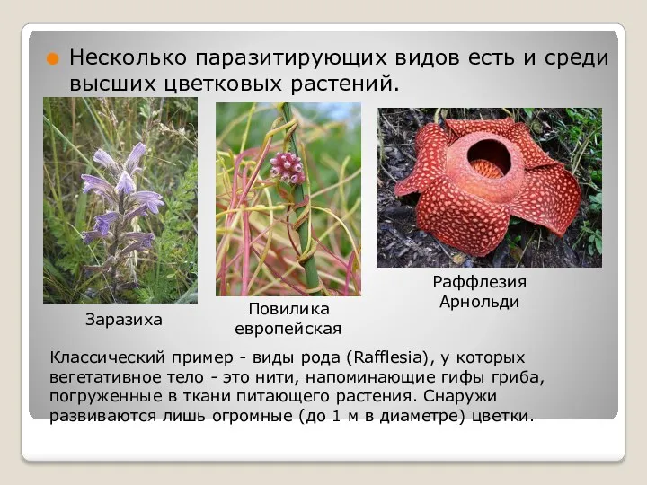 Несколько паразитирующих видов есть и среди высших цветковых растений. Заразиха