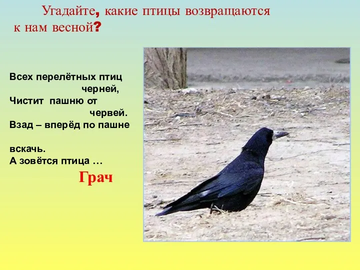 Угадайте, какие птицы возвращаются к нам весной? Всех перелётных птиц черней, Чистит пашню