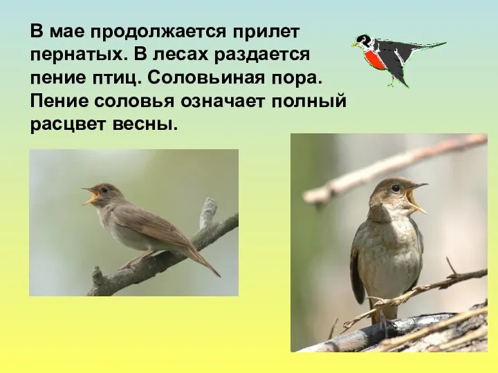 В мае продолжается прилет пернатых. В лесах раздается пение птиц. Соловьиная пора. Пение