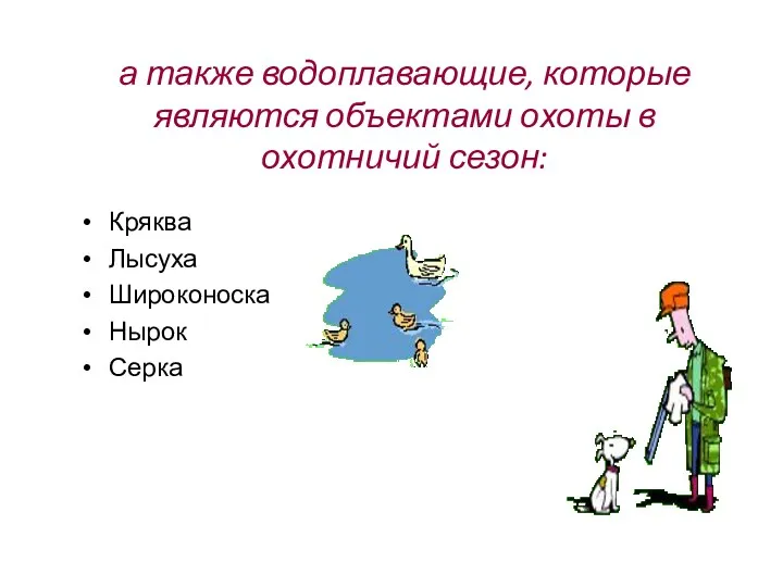 а также водоплавающие, которые являются объектами охоты в охотничий сезон: Кряква Лысуха Широконоска Нырок Серка