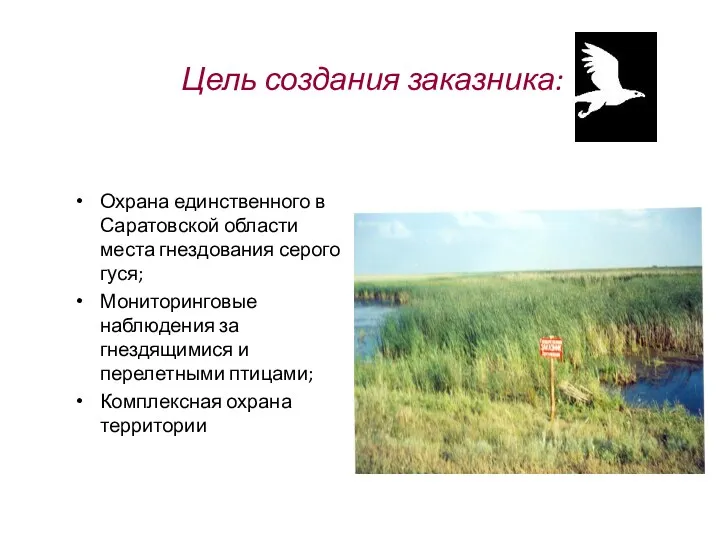 Цель создания заказника: Охрана единственного в Саратовской области места гнездования