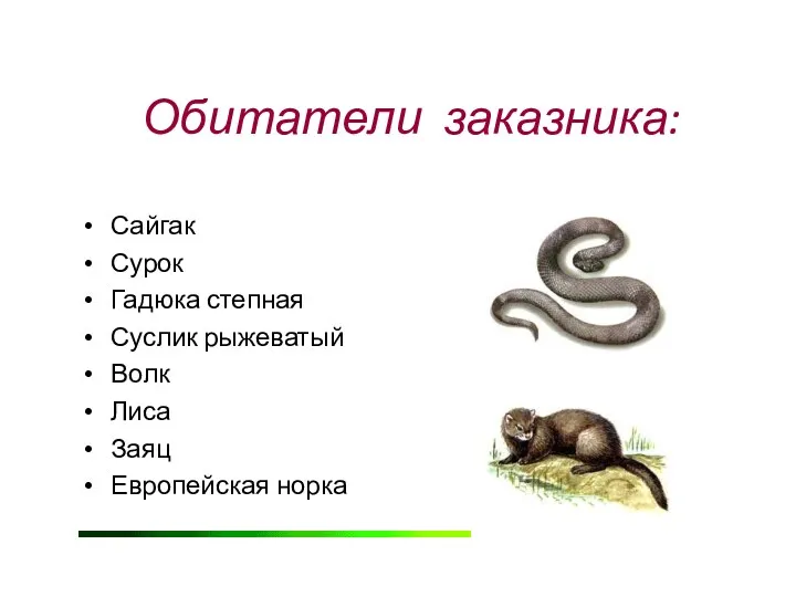 Обитатели заказника: Сайгак Сурок Гадюка степная Суслик рыжеватый Волк Лиса Заяц Европейская норка