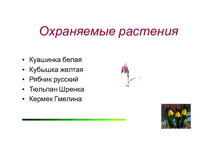 Охраняемые растения Кувшинка белая Кубышка желтая Рябчик русский Тюльпан Шренка Кермек Гмелина