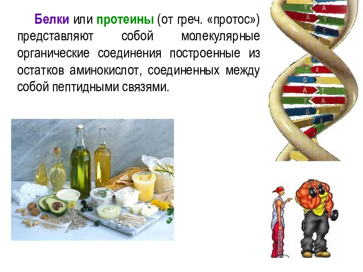 Белки или протеины (от греч. «протос») представляют собой молекулярные органические соединения построенные из